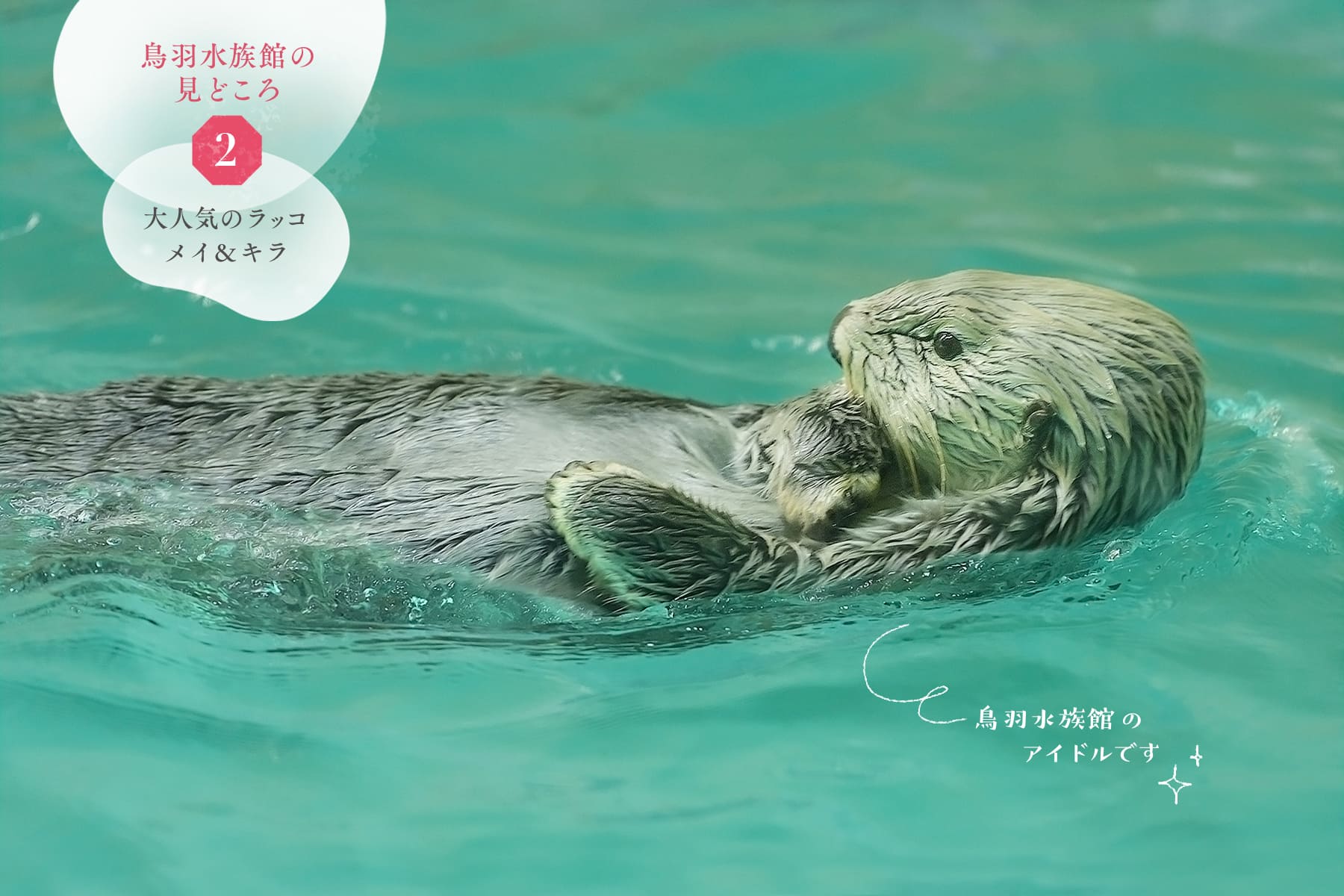 国内唯一出会えるラッコ「メイ&キラ」 | 三重県鳥羽市 相差海岸 花の小