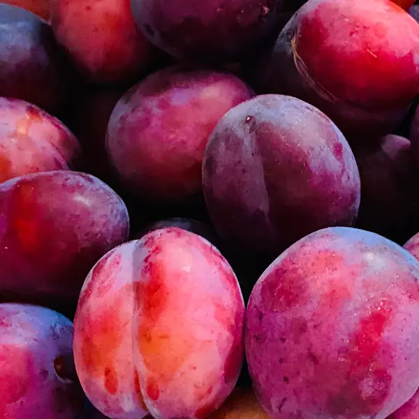 Opal Peelable Wax | The Outback Organics Shop | Outback Organics