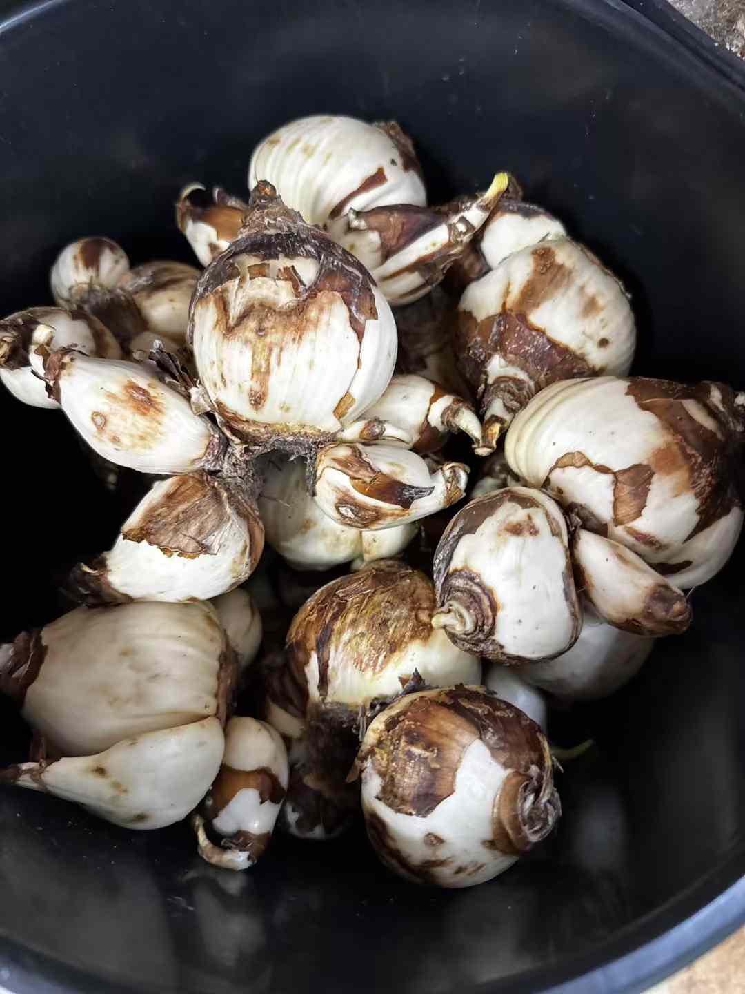 Daffodil 水仙水仙头– Lixin Florist 丽馨花店