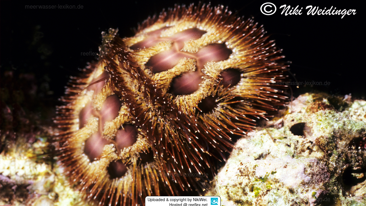 Microcyphus rousseaui Bald-patch Urchin