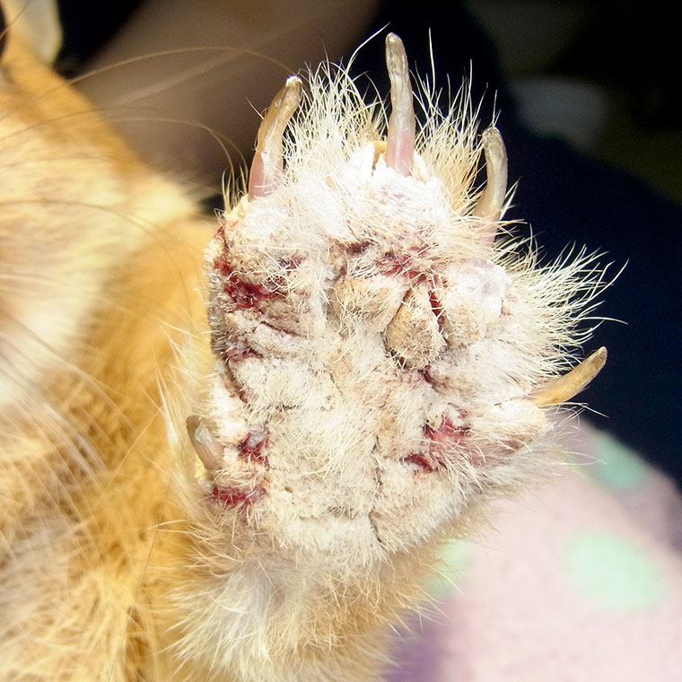 ウサギ 【寄⽣⾍疾患】 | 日本エキゾチック動物医療センター みわ