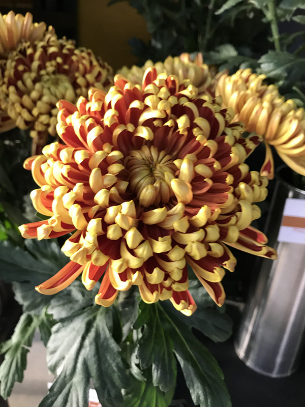 知られざるキクの魅力／後編 | Flower MJ