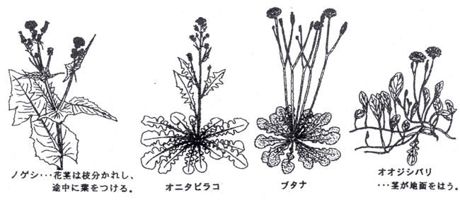 OtherPlants.jpg