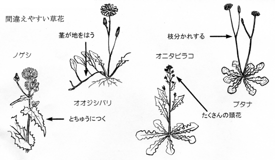 タンポポの見分け方（三重）
