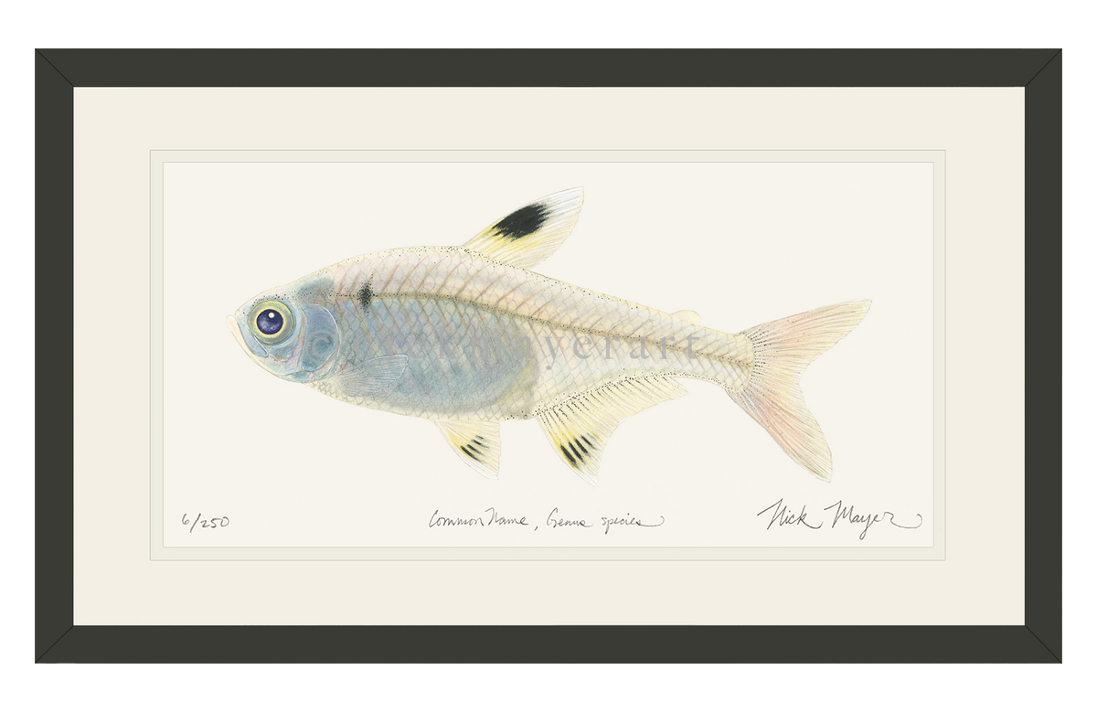 Xray_bl.png?v=1736367663&width