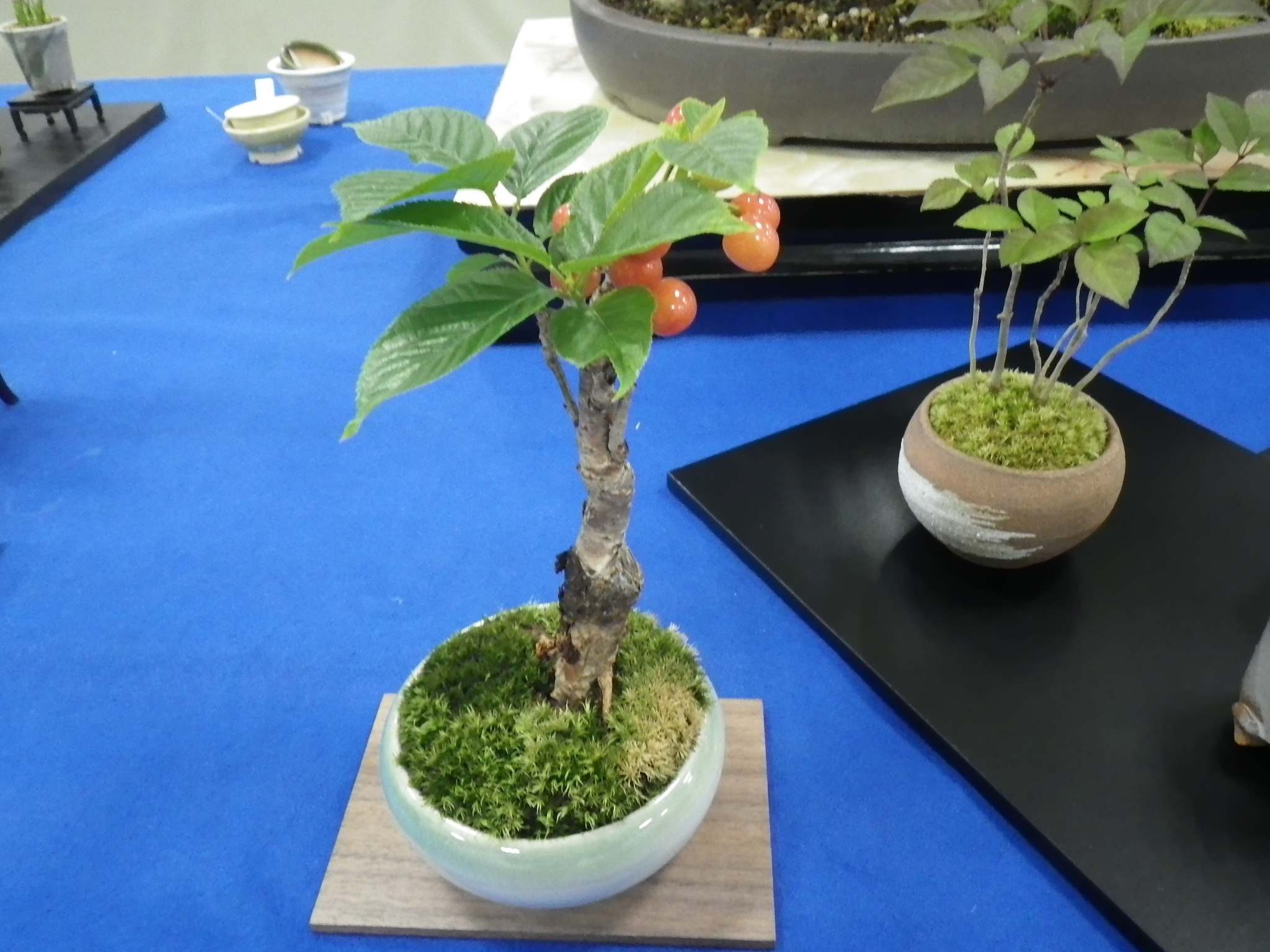春のミニ盆栽と山野草展 | 豊平公園 - 札幌市公園緑化協会