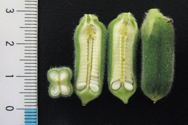 ごまの育て方｜ごまを自分で栽培する方法と注意すべきポイント | 株式