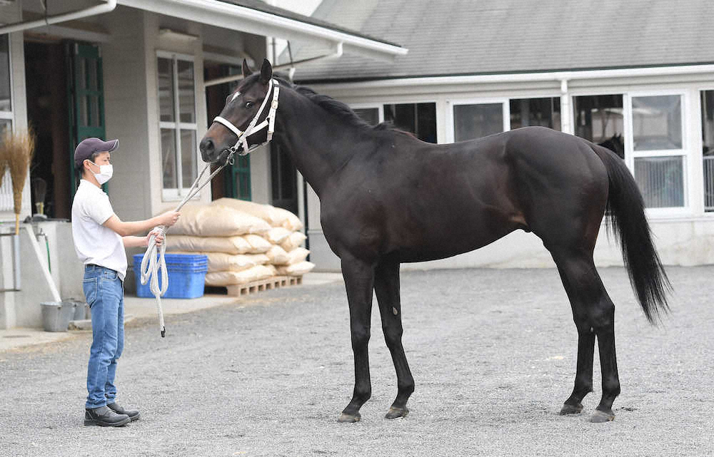 日本ダービー】ディープボンド80点 力み返った「桂馬」 毛ヅヤもう少し