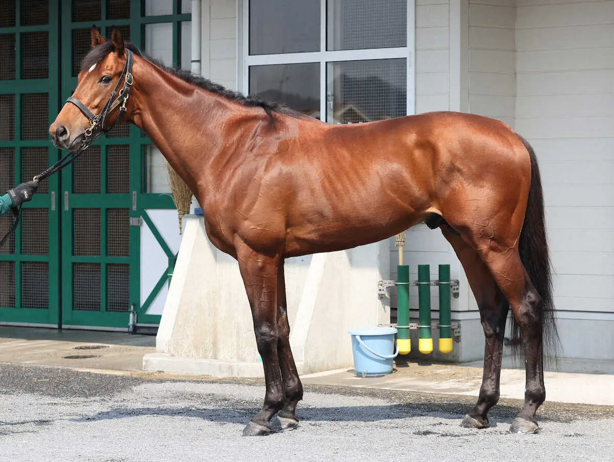 大阪杯】ベラジオオペラ100点!毛ヅヤ最高“偽りなき輝き”まるでピンク