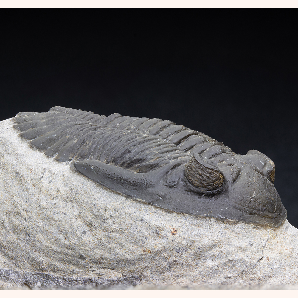 ホラドプスT30｜恐竜・化石グッズの専門店 ふぉっしる