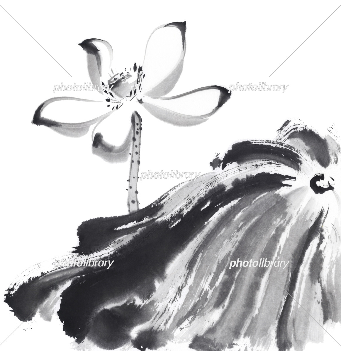 枯れ始めた蓮の花 水墨画 イラスト素材 [7120226] - フォトライブラリー