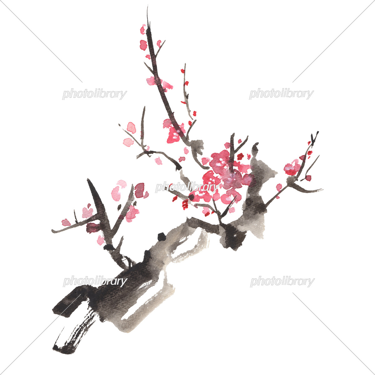 水墨画風の梅の木のイラスト イラスト素材 [7161740] - フォトライブラリー