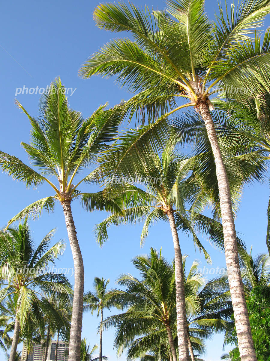 ハワイパームツリー 写真素材 [968401] - フォトライブラリー