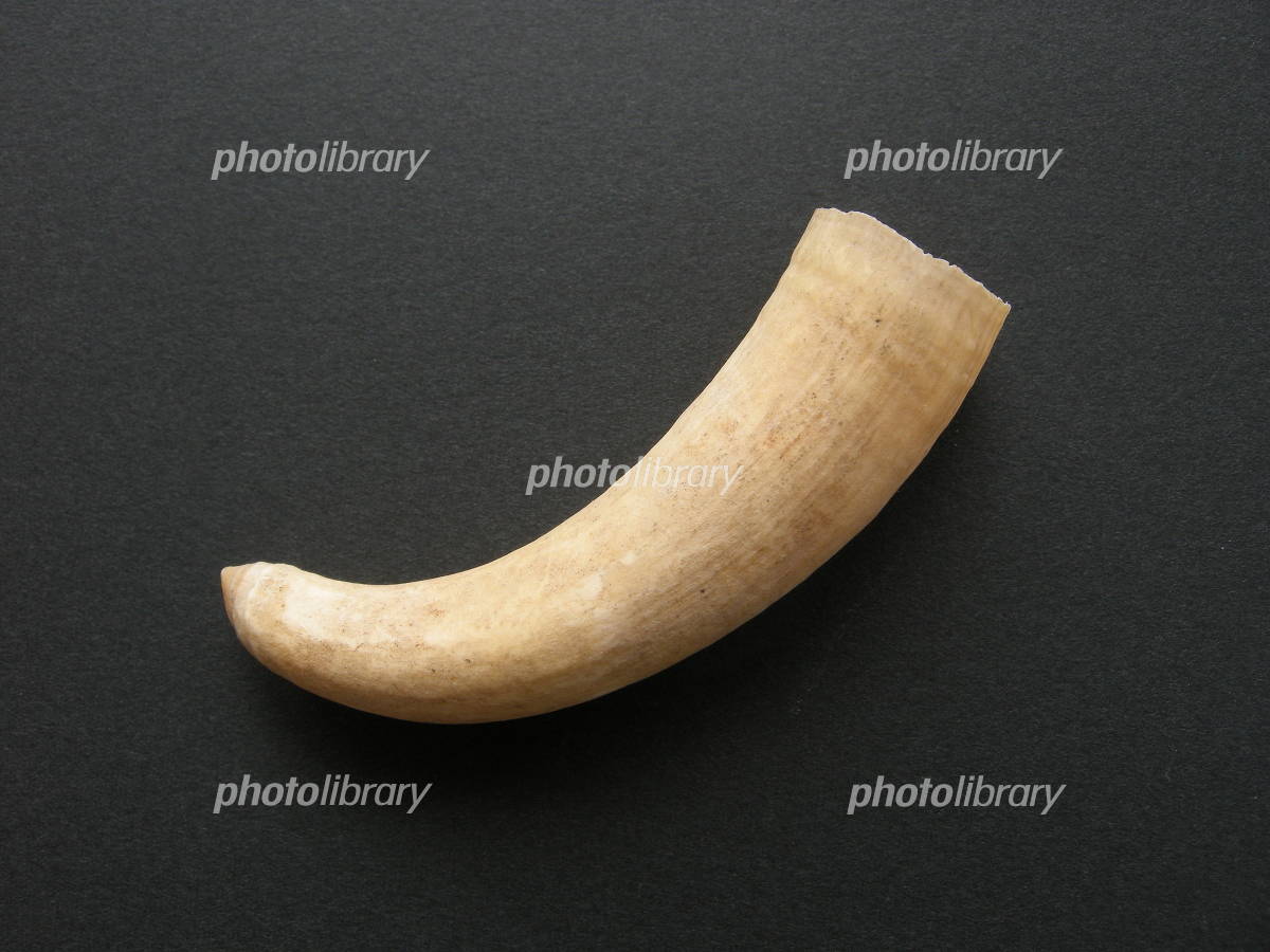 マッコウクジラの歯 写真素材 [550028] - フォトライブラリー