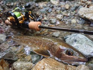 □スタッフ'Sロッド紹介□｜アウトドアライフストア WILD-1