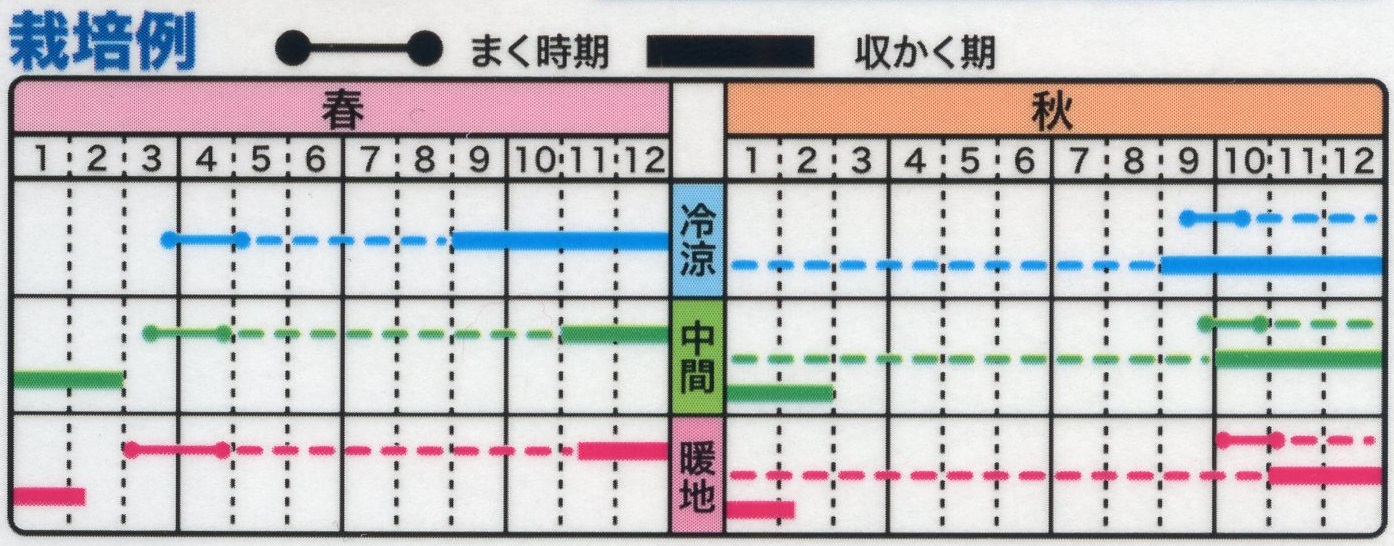 ネギ（根深ネギ） | 野菜のタネ | 株式会社トーホク