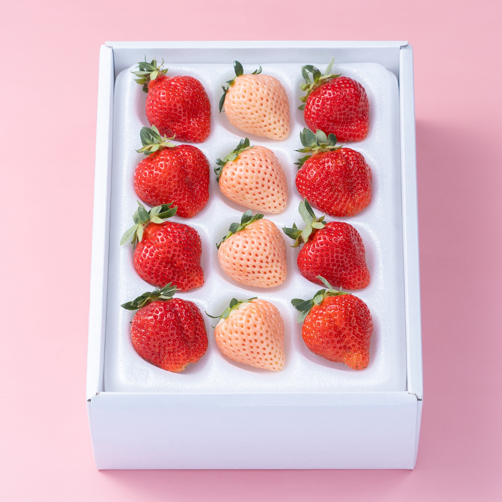 最適な時期に収穫し、順次発送予定】紅白いちごギフト箱（12-15粒
