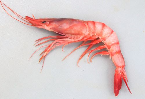 ヒカリチヒロエビ | 甲殻 | 市場魚貝類図鑑