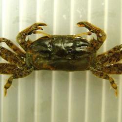 ヤマトオサガニ | 甲殻 | 市場魚貝類図鑑