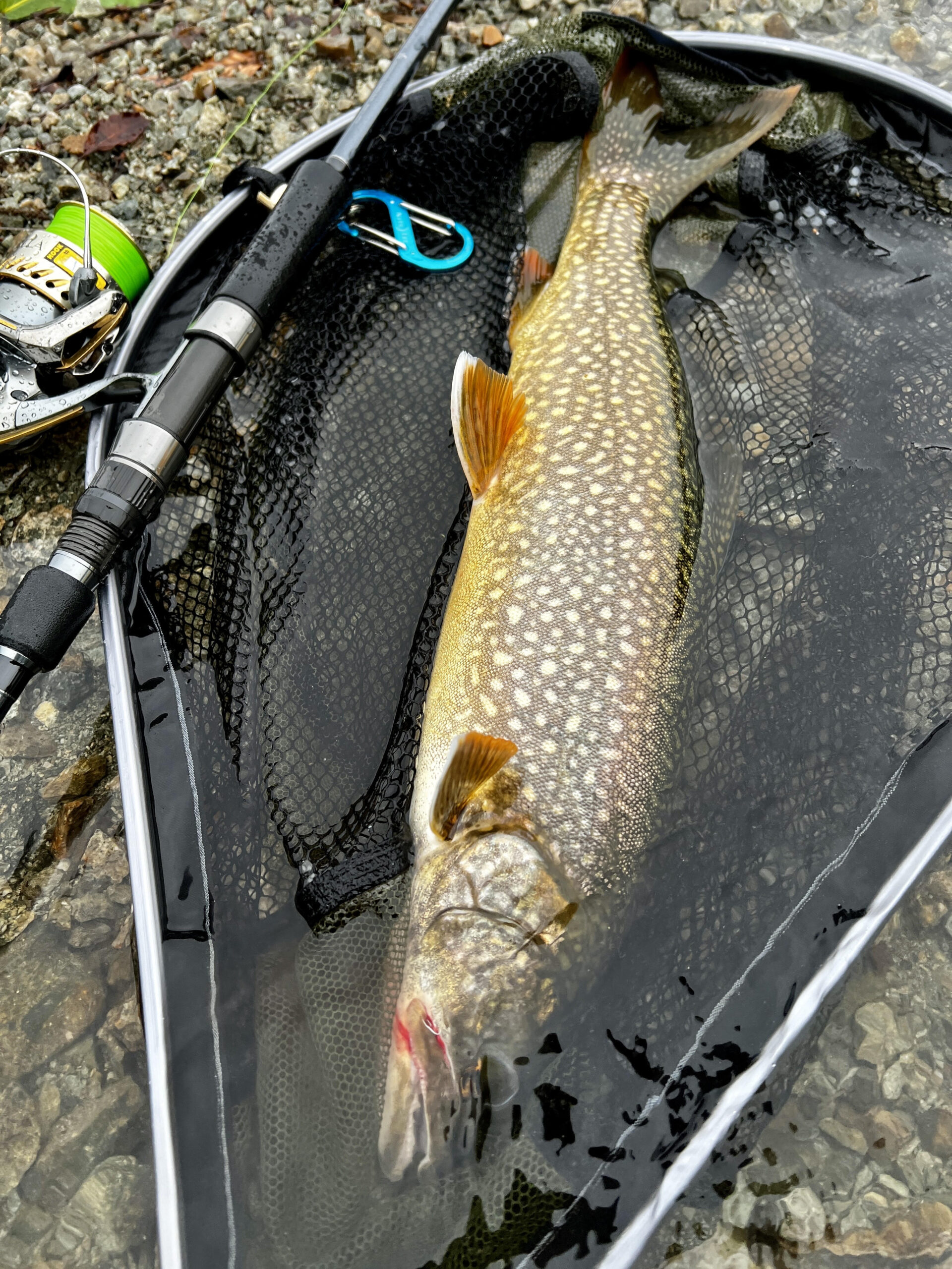 栃木県】レイクトラウト YAMAGA Blanks 88 CHAIN | YAMAGA