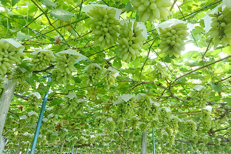 山形直送計画】山形県産ぶどう ピッテロビアンコ – 松田農園