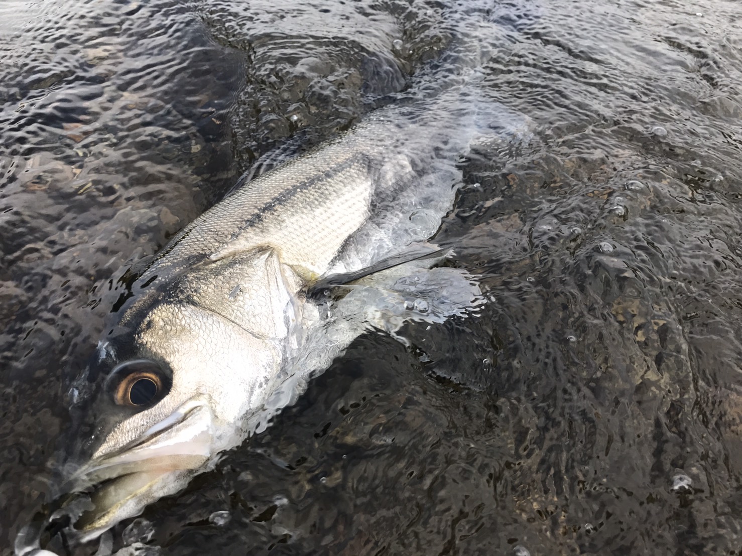 PLAISIR ANSWER - ZENAQ(ゼナック) | オフィシャルサイト