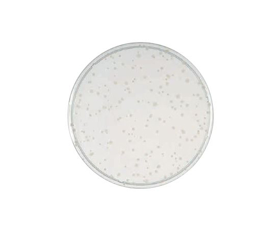 63-6526-73 BD BBL（TM） YSG寒天培地 1個（1本×20枚入） 252029