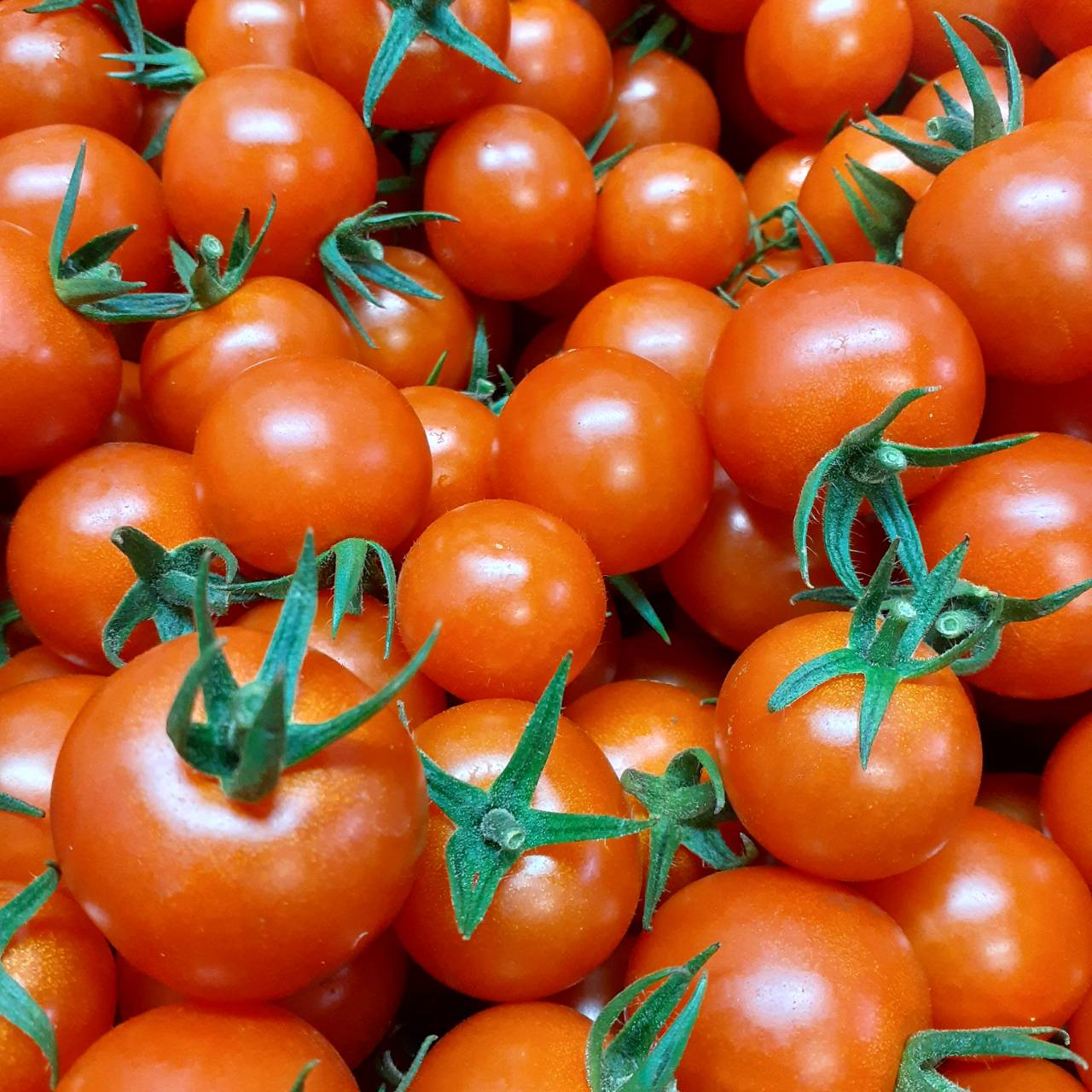 ミニトマト【通常品】1.2kg（200gx6パック）あまうる | 天草やまもと