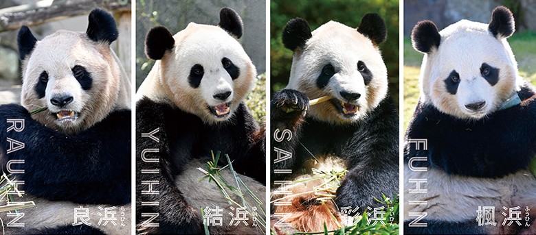 白浜／アドベンチャーワールド】パンダの帰国日が2025年6月28日（土