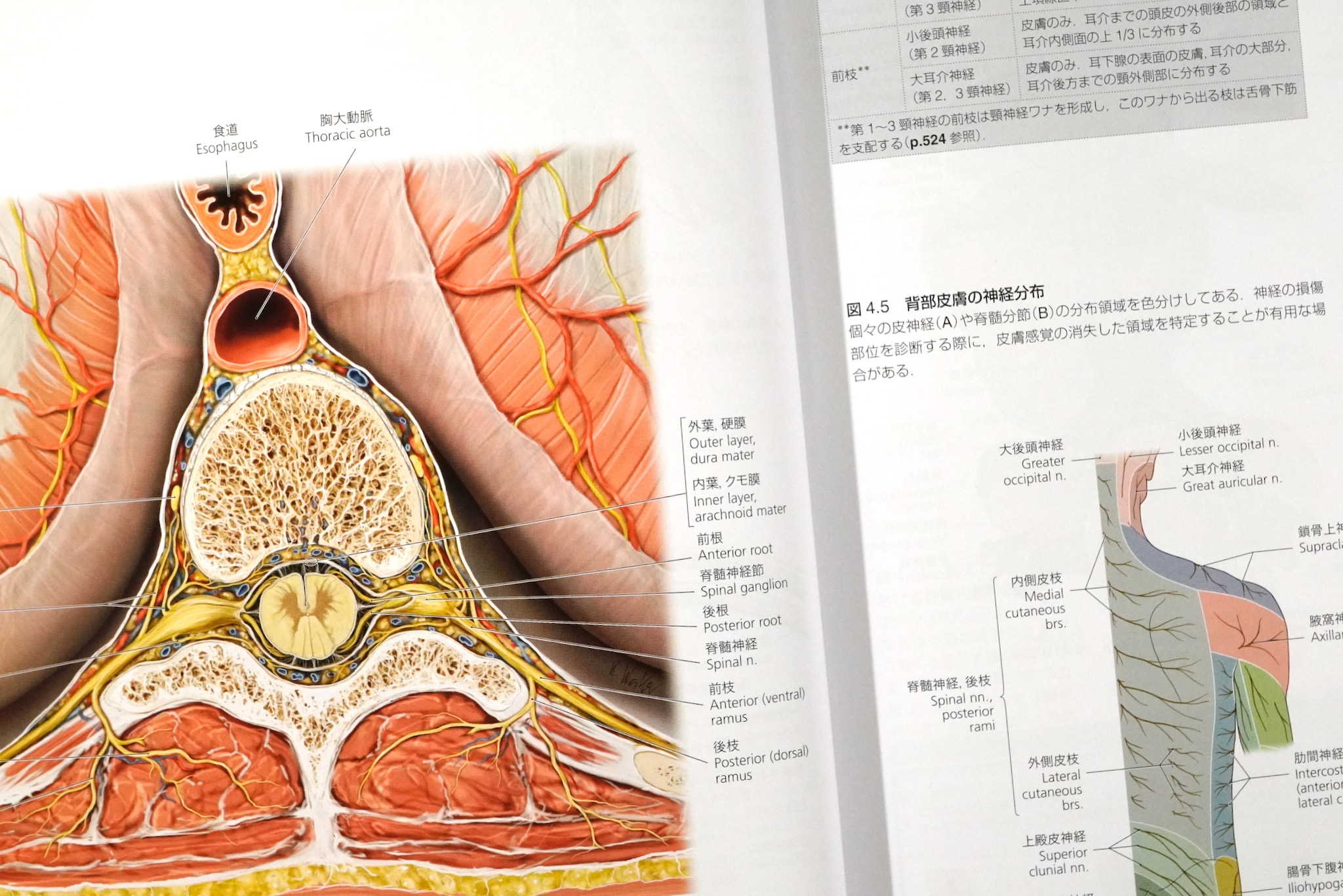 プロメテウス解剖学 コア アトラス 第4版 / Anatomy 今日も明日も