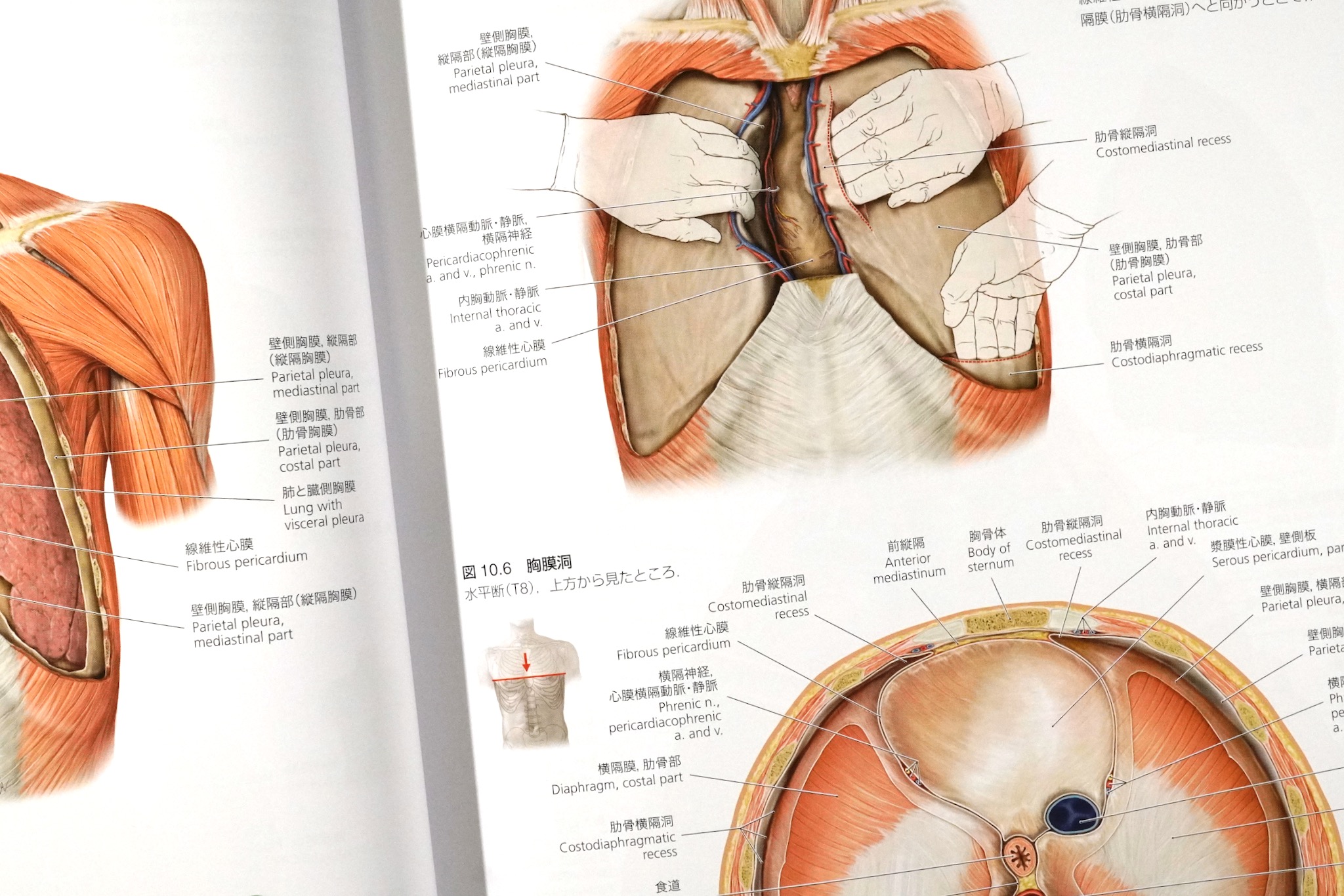 プロメテウス解剖学 コア アトラス 第4版 / Anatomy 今日も明日も