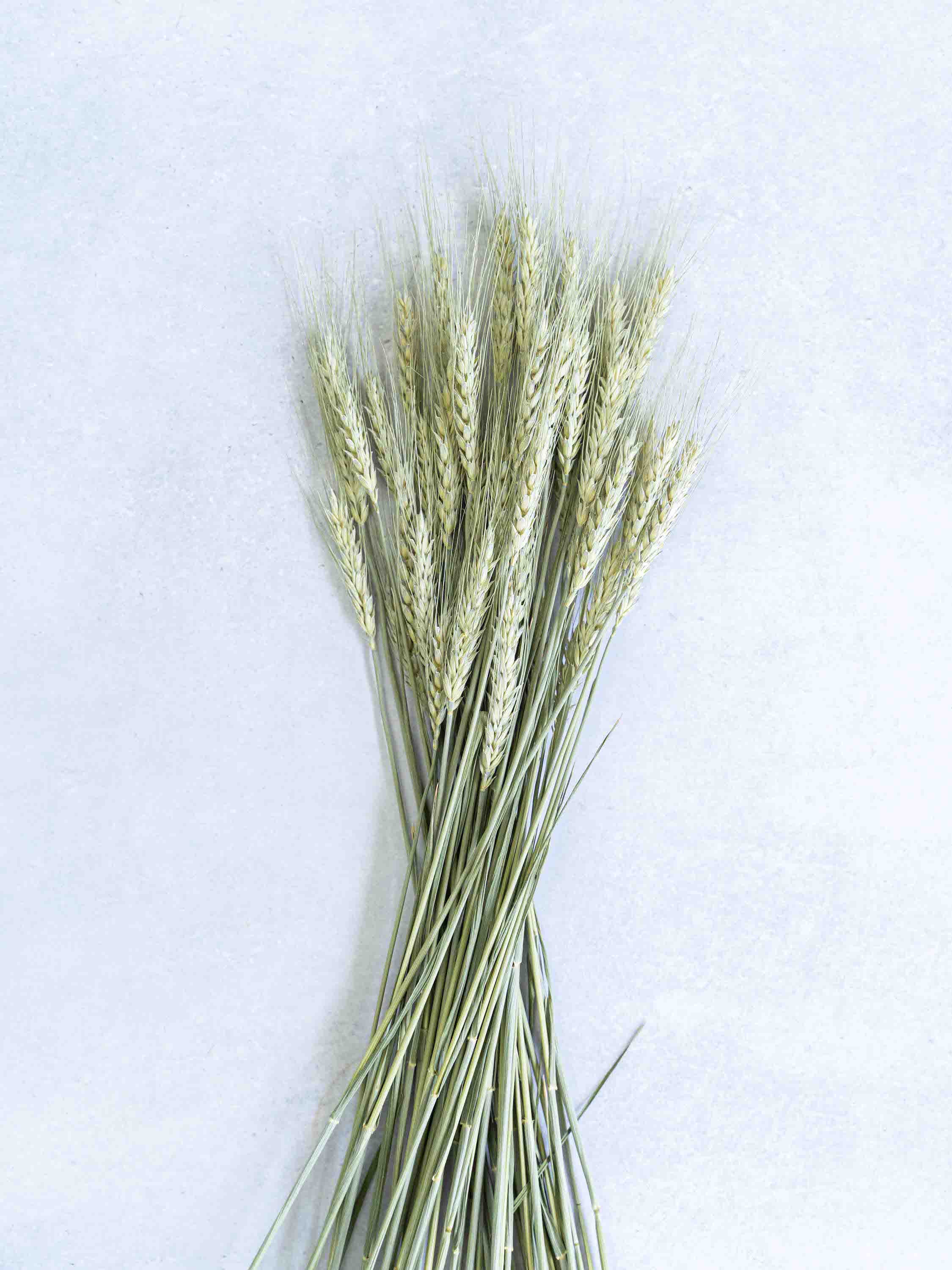 ドライ花材 小麦 ナチュラル | お花の通販AND PLANTS (アンドプランツ)