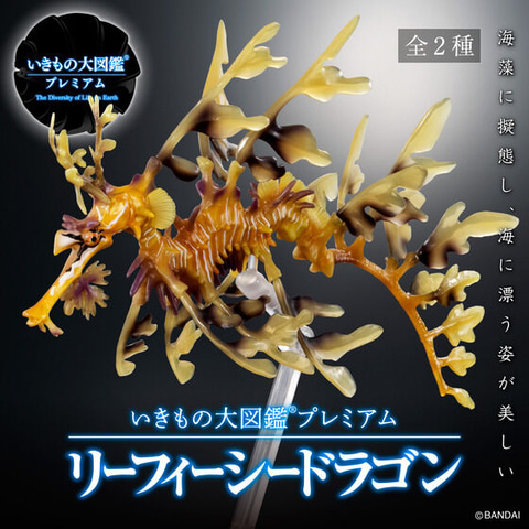 日本の水族館から消えた「リーフィーシードラゴン」がガシャ「いきもの