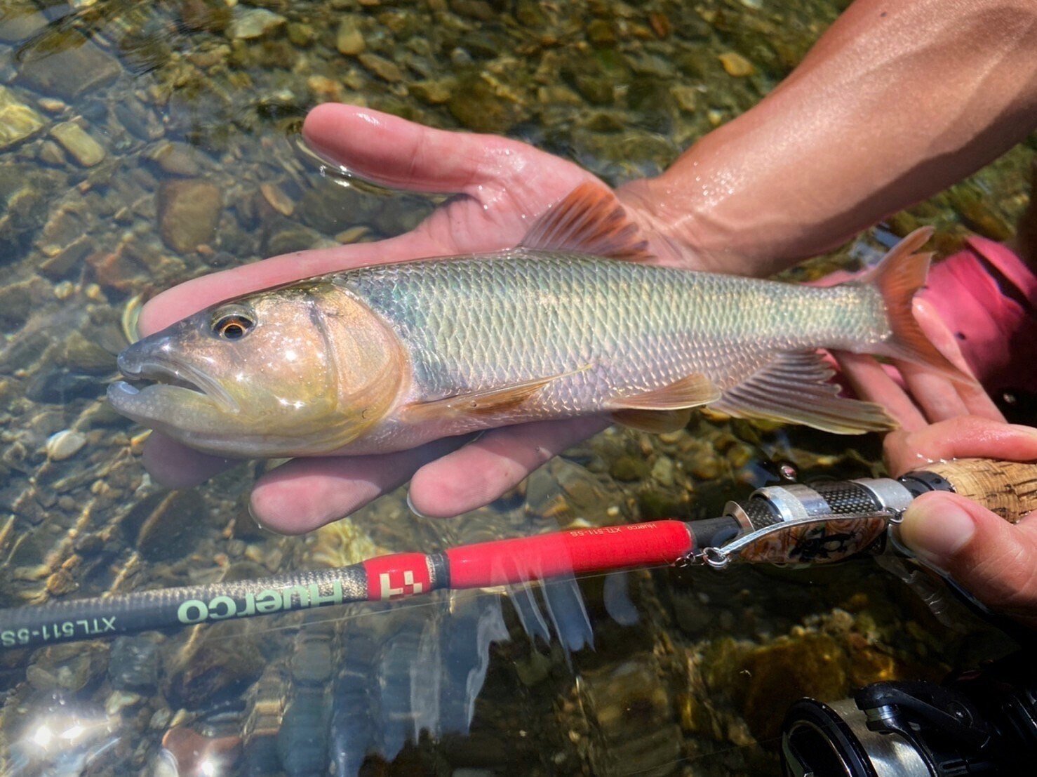 復刻】LUCK exclusive model XTL511-5S｜LUCKのムクちゃん