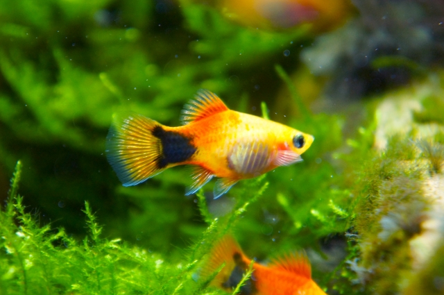 🐟ミッキーマウスプラティってどんな魚？実際に育てて感じた魅力をご
