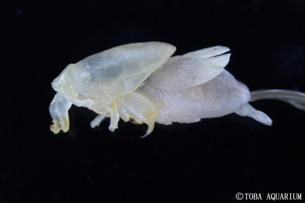 ネズミザメの寄生虫 | 鳥羽水族館 飼育日記