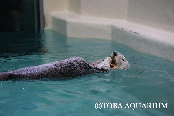メイちゃんとアマエビ | 鳥羽水族館 飼育日記