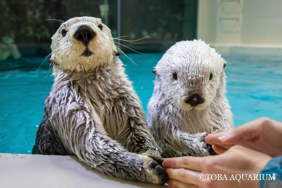 メイ☆キラとツーショット撮影会☆ | 鳥羽水族館 飼育日記