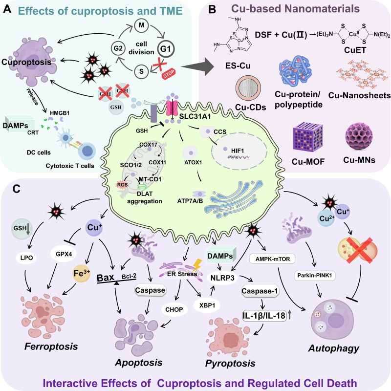 Cuproptosis and its cooperative role in cancer therapy: exploring