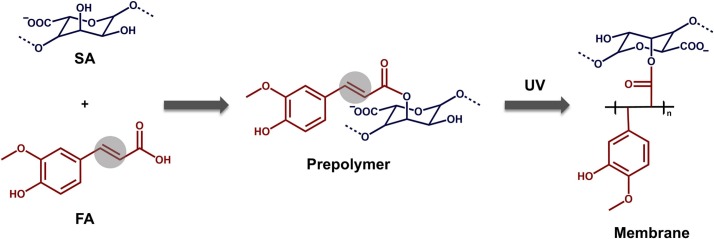 Ultraviolet-crosslinked sodium alginate membranes for ethanol