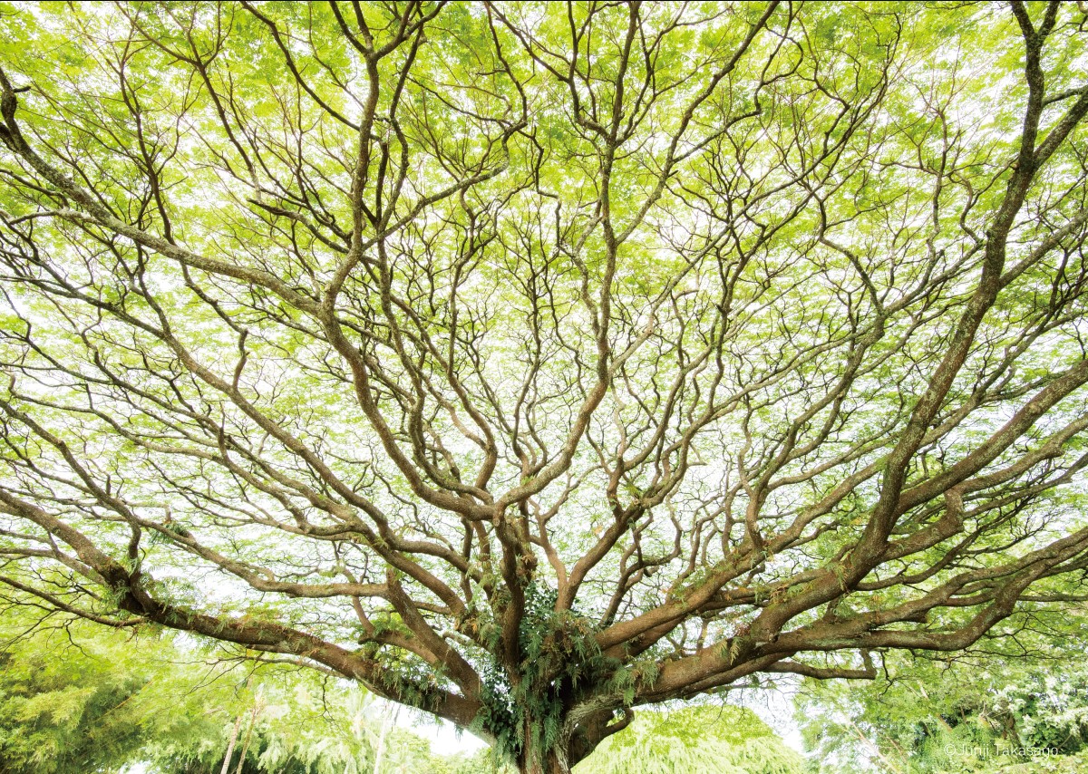 高砂淳二写真展「LIGHT on LIFE」 – artscape