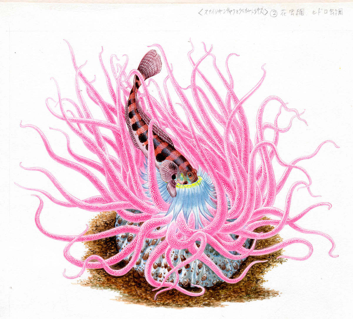 水彩画 生物細密画「ヨコスジヤドカリとヤドカリイソギンチャク」 真作