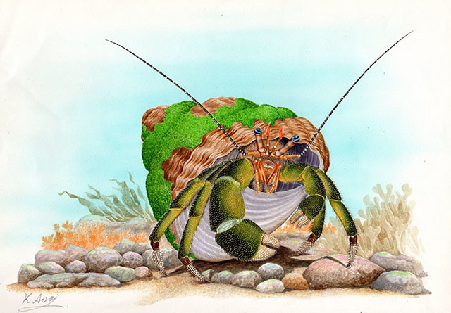 水彩画 生物細密画「ヨコスジヤドカリとヤドカリイソギンチャク」 真作