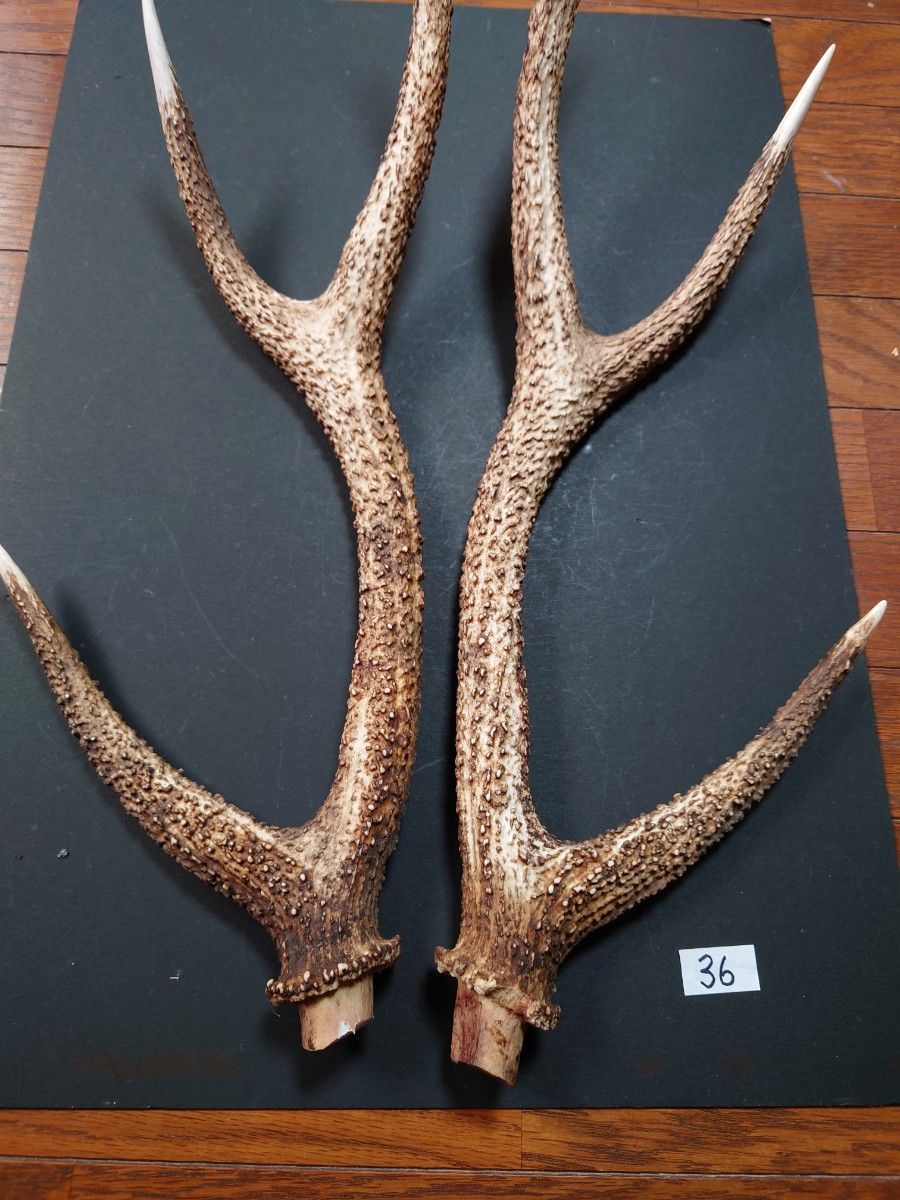 36 鹿の角 鹿のツノ 一対 シカツノ つの ハンドメイド インテリア