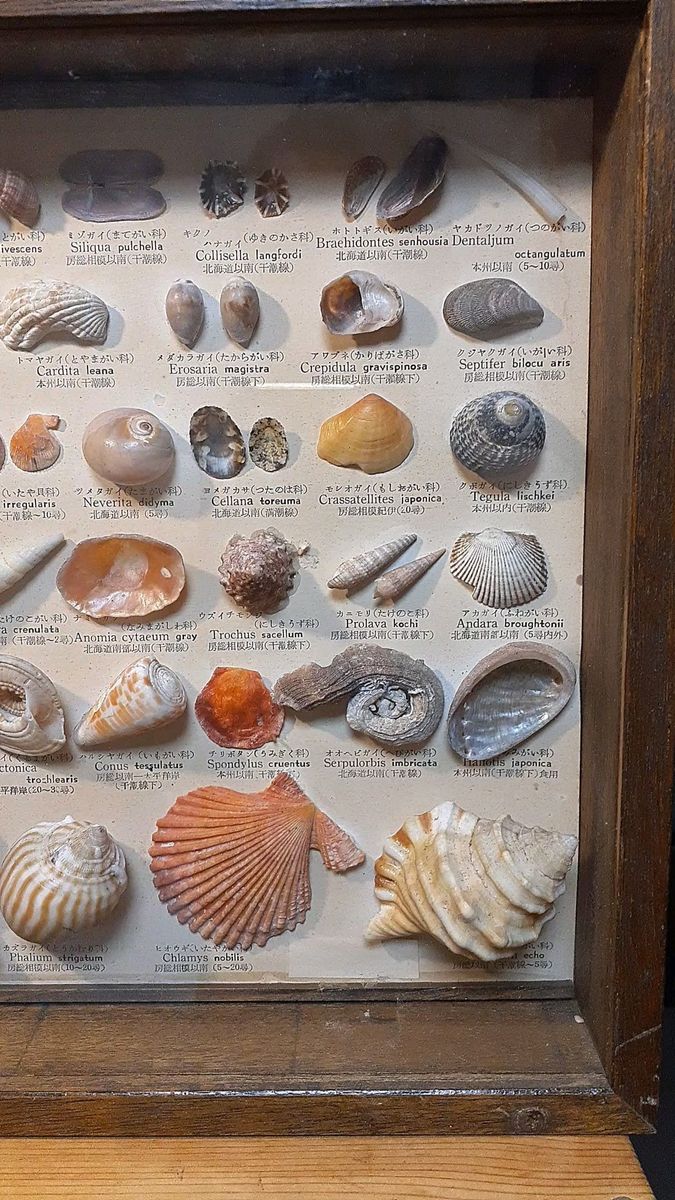 化石 貝殻 セット 標本 研究 古代生物 コレクション 化石 貝殻 セット