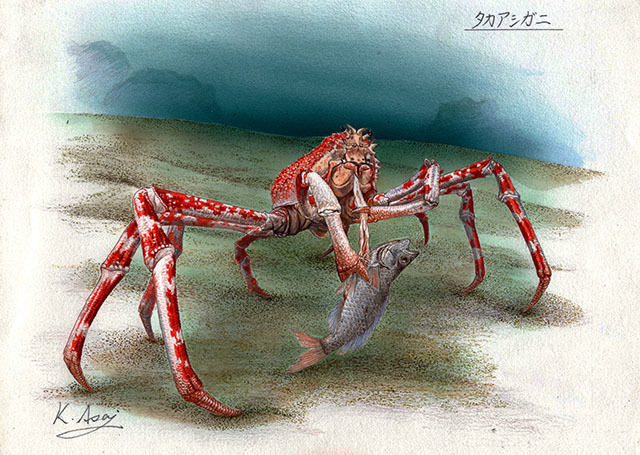 Yahoo!オークション - 水彩画 生物細密画「タカアシガニ」 真作