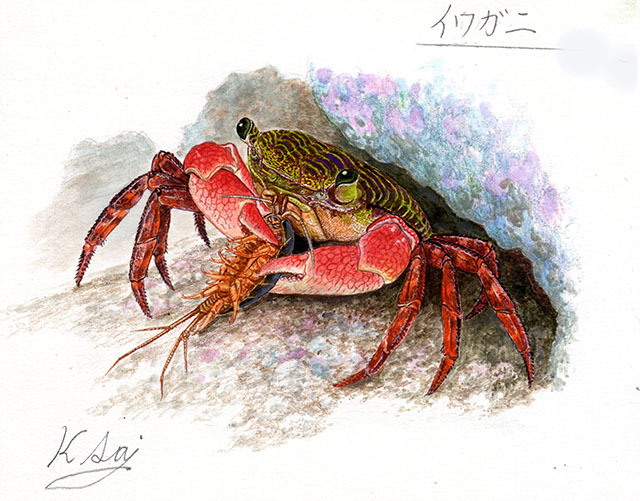 Yahoo!オークション - 水彩画 生物細密画「イワガニ」 真作