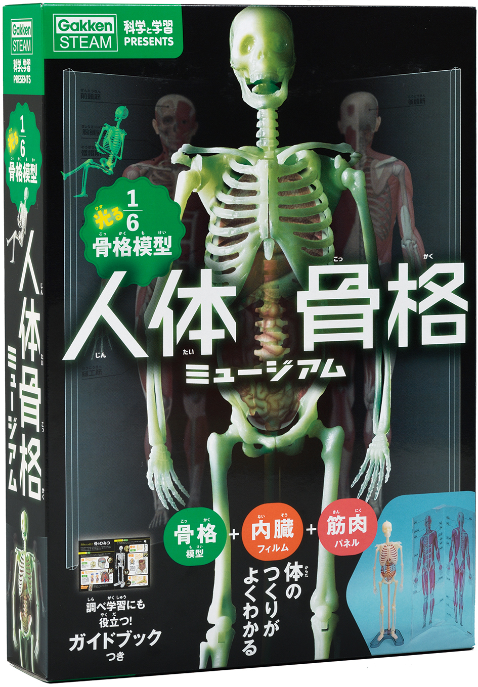 学研プラスが『人体骨格ミュージアム 光る1/6骨格模型』を刊行 「筋肉