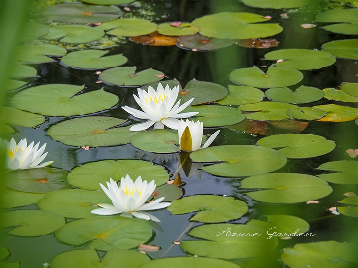 スイレン（睡蓮）｜温帯性・熱帯性の種類とハスとの見分け方 – Azure