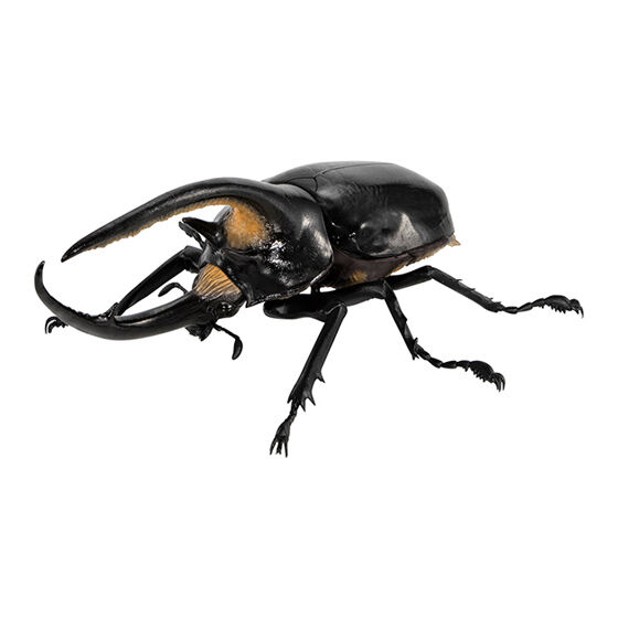 いきもの大図鑑 かぶとむし08｜ガシャポンオフィシャルサイト